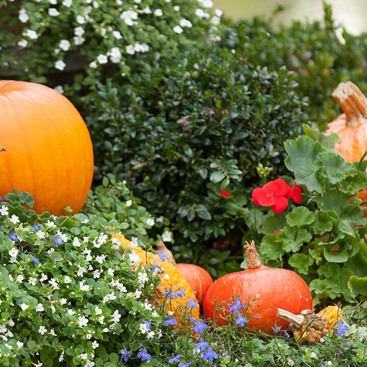 fall gardening