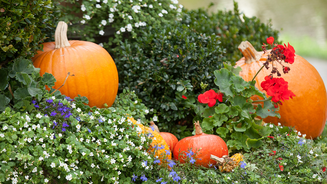 fall gardening