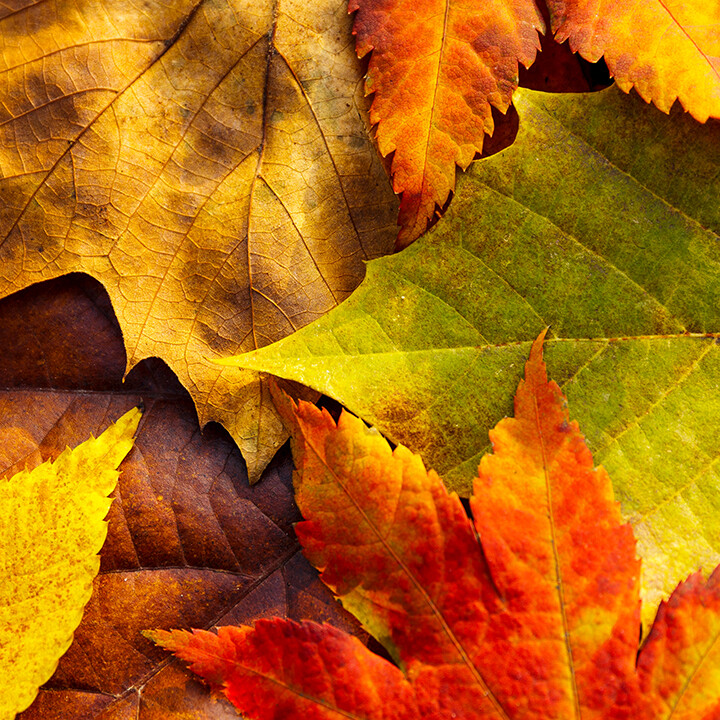 why autumn leaves change color