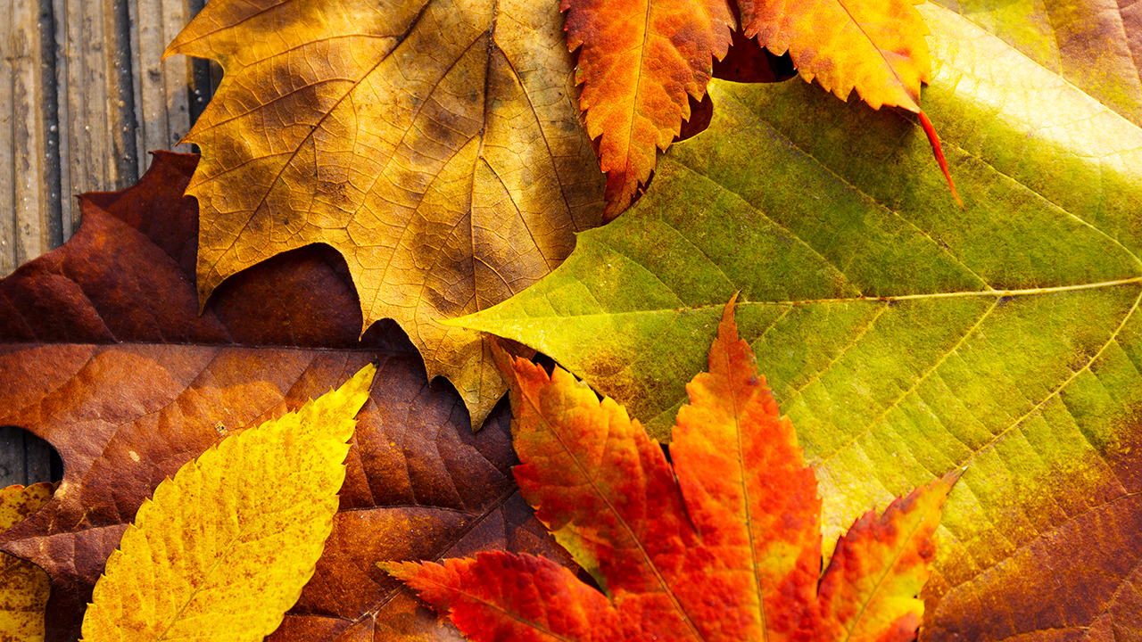 why autumn leaves change color