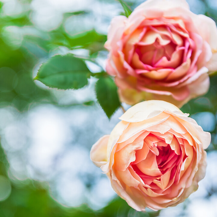 Fall Rose Care Tips