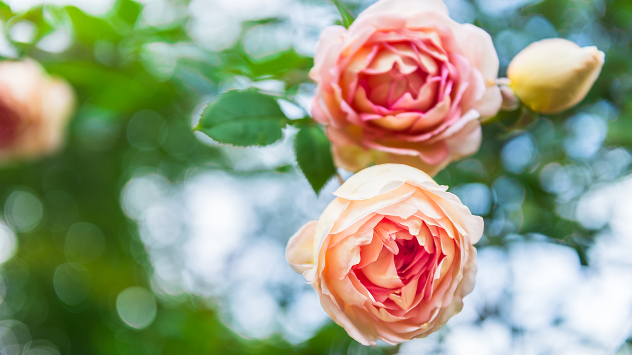 Fall Rose Care Tips