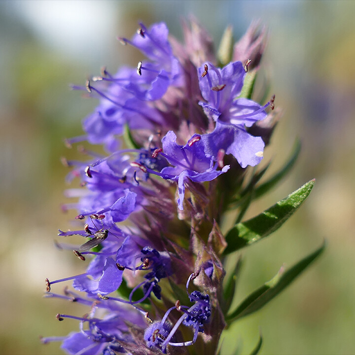 Hyssopus officinalis