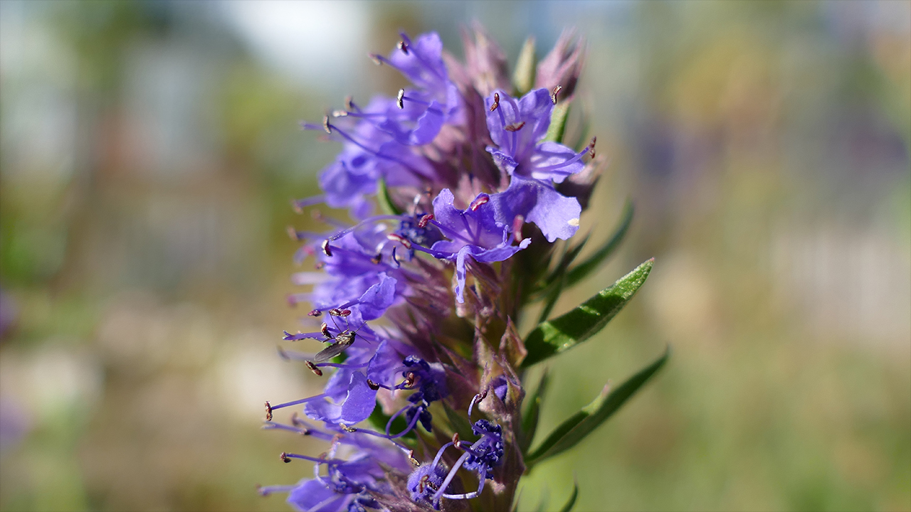 Hyssopus officinalis