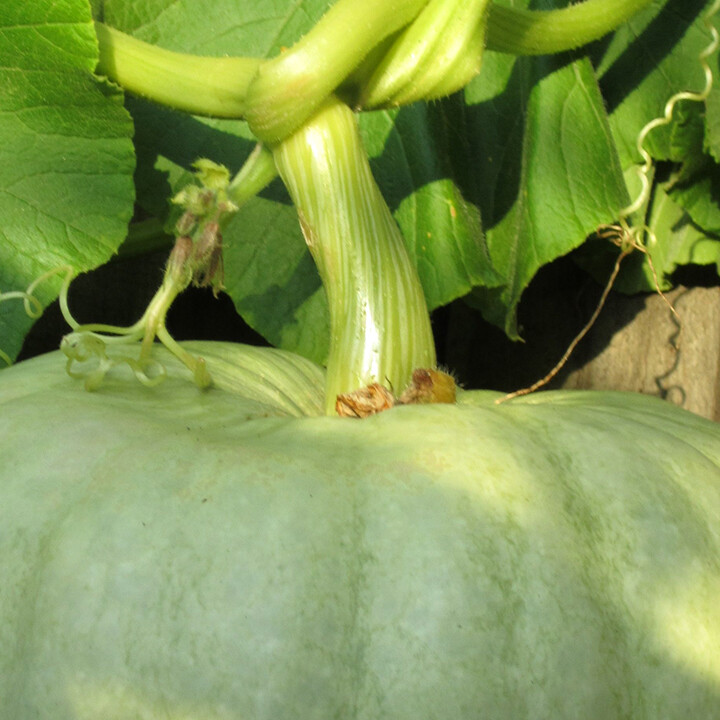 Jarrahdale pumpkin