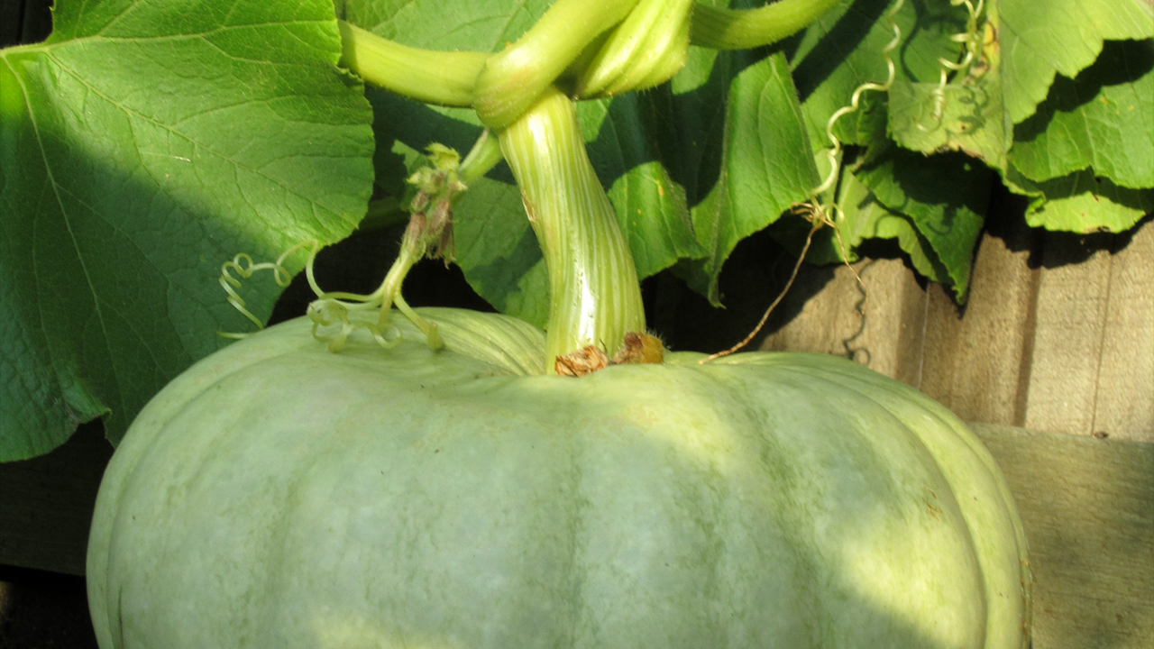 Jarrahdale pumpkin