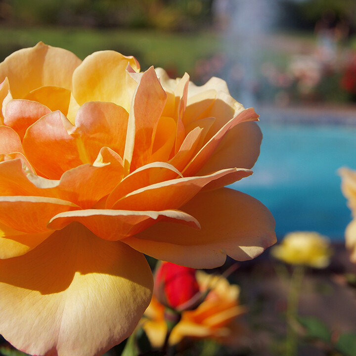 expert rose garden tips