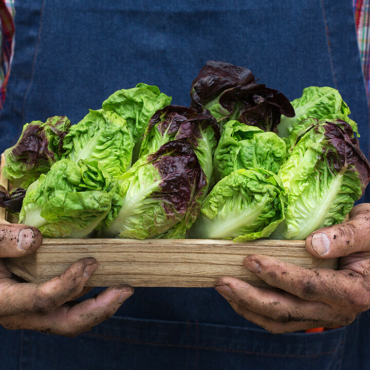 fall lettuce planting guide