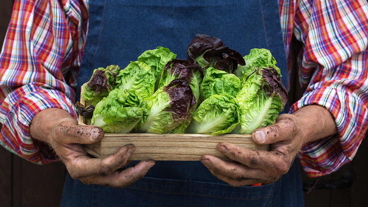 fall lettuce planting guide