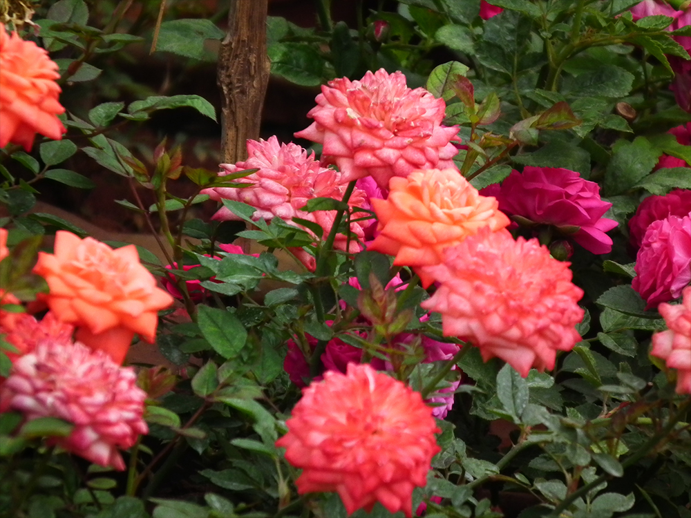 Miniature Roses at Lalbagh Flower Show