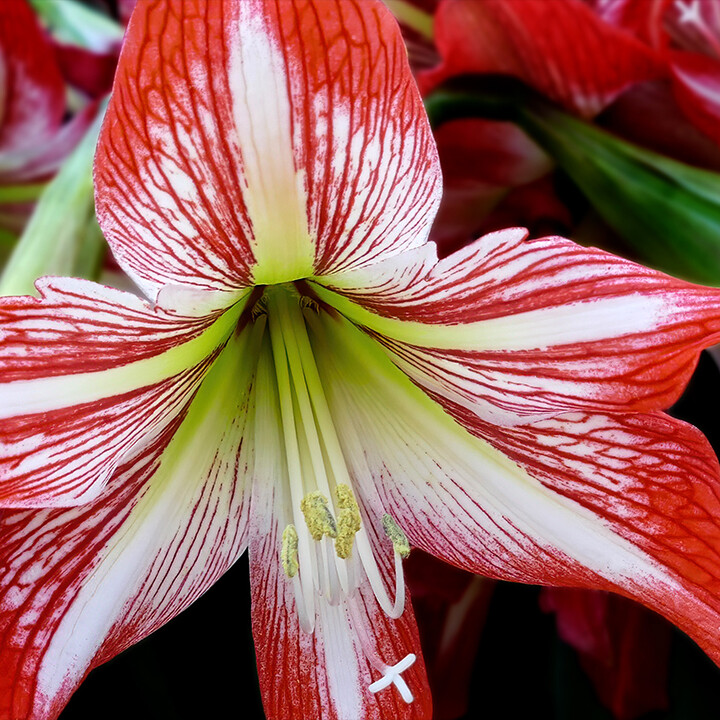 Amaryllis flower