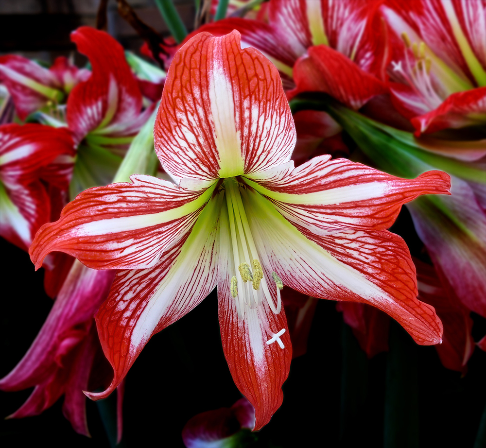 Amaryllis flower