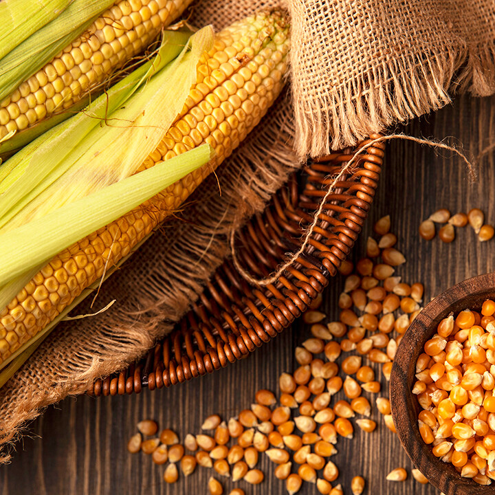 corn part of three sisters gardening