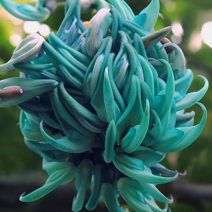 jade vine