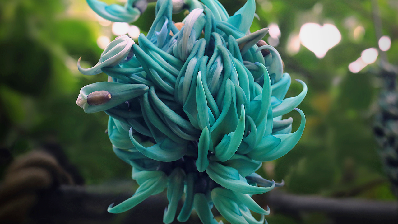 jade vine