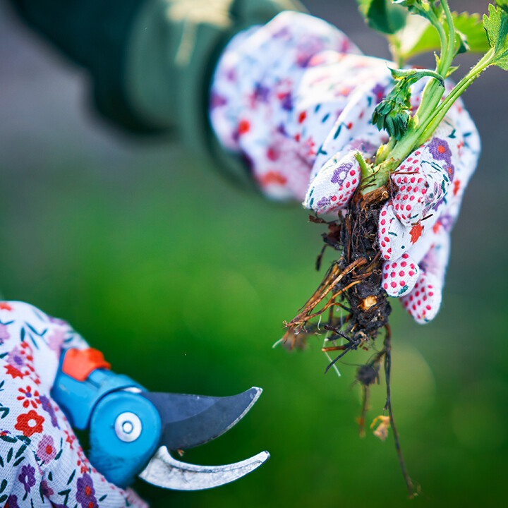 winter gardening tips