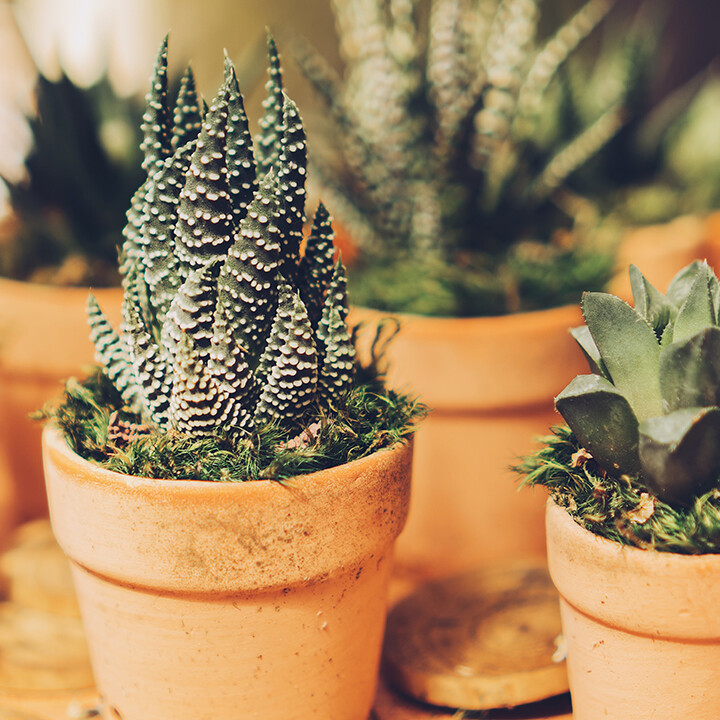 winter succulent care tips