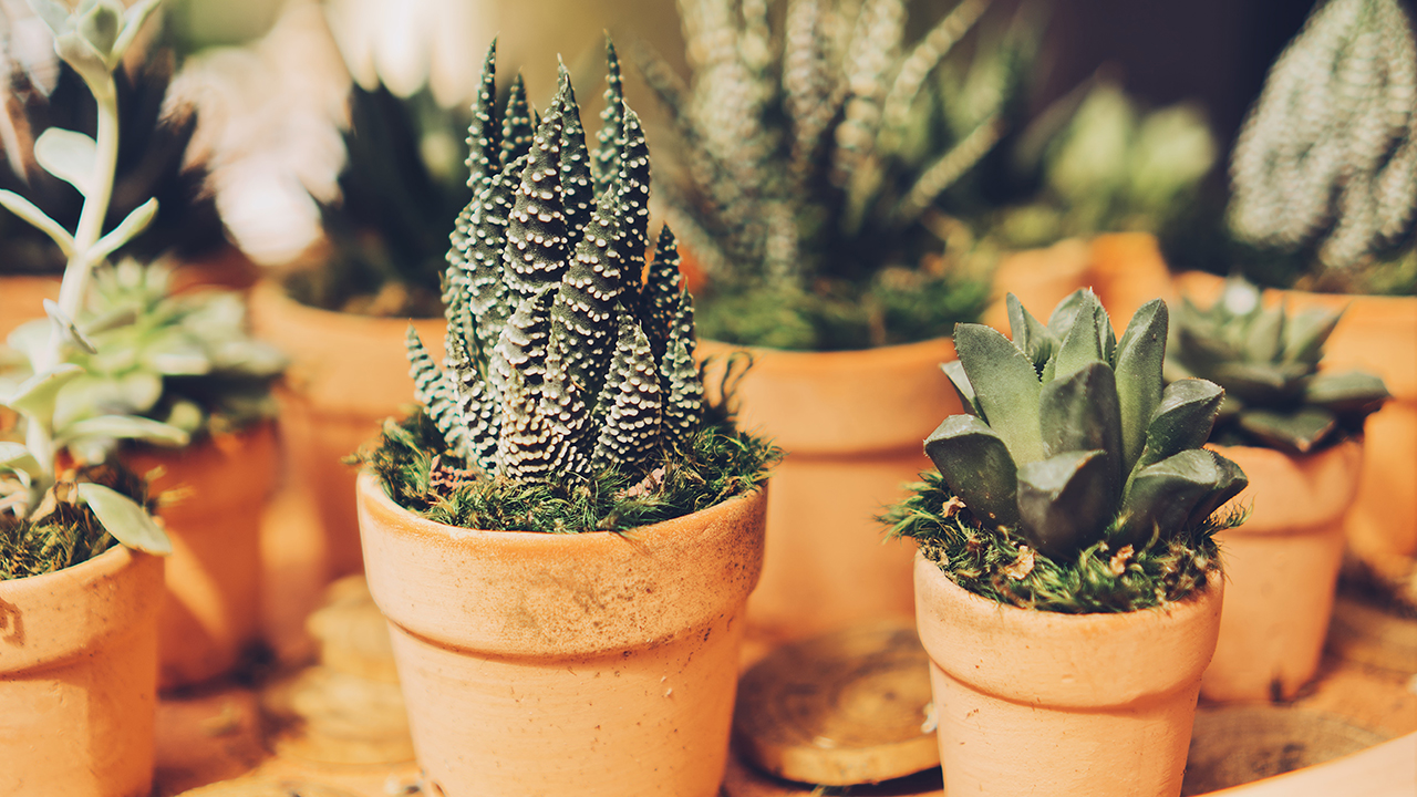 winter succulent care tips