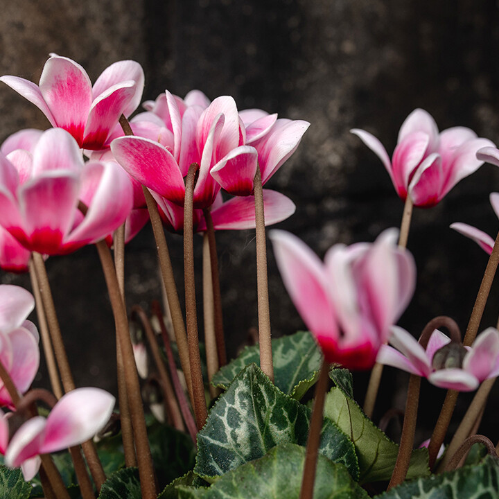 cyclamen