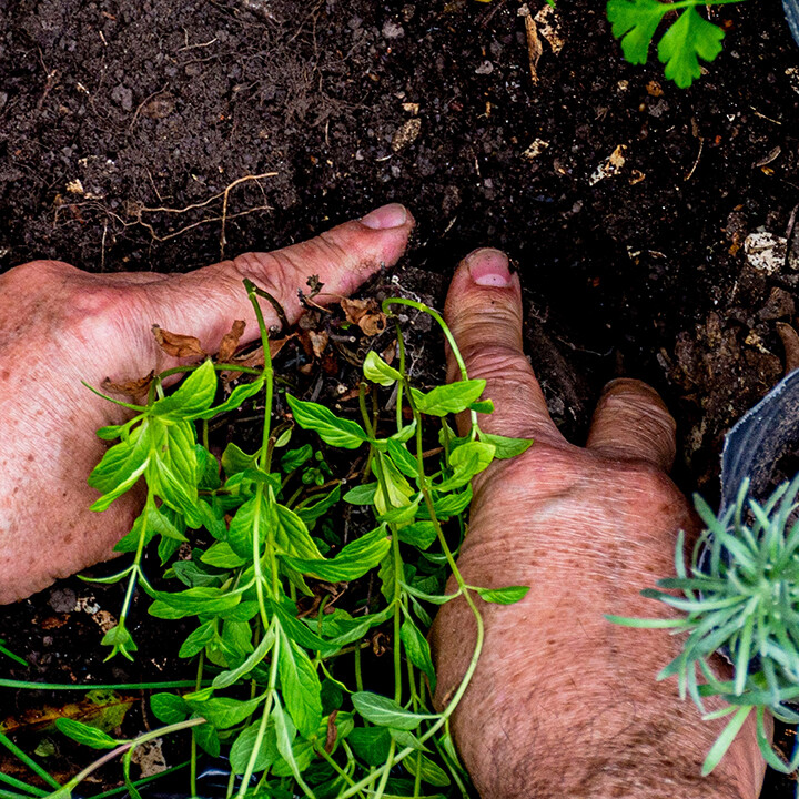 december gardening tips southern california