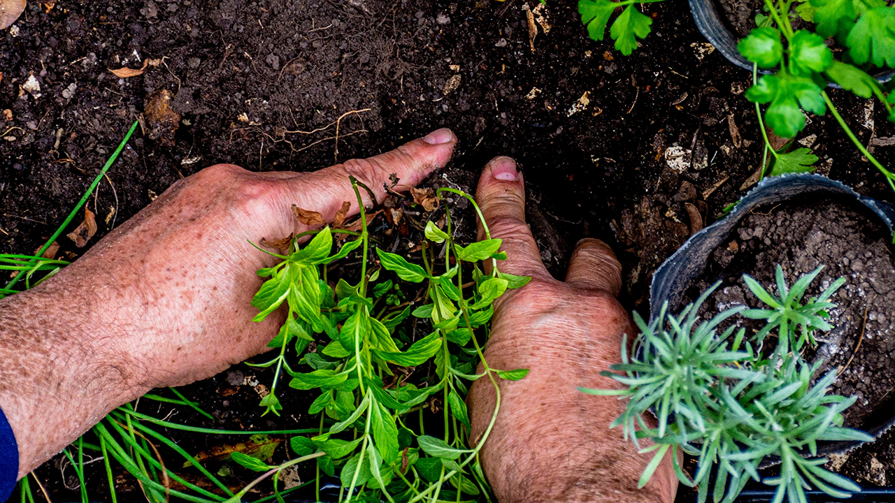 december gardening tips southern california