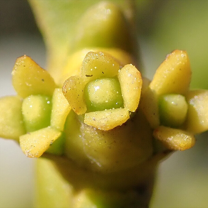 mistletoe viscum album