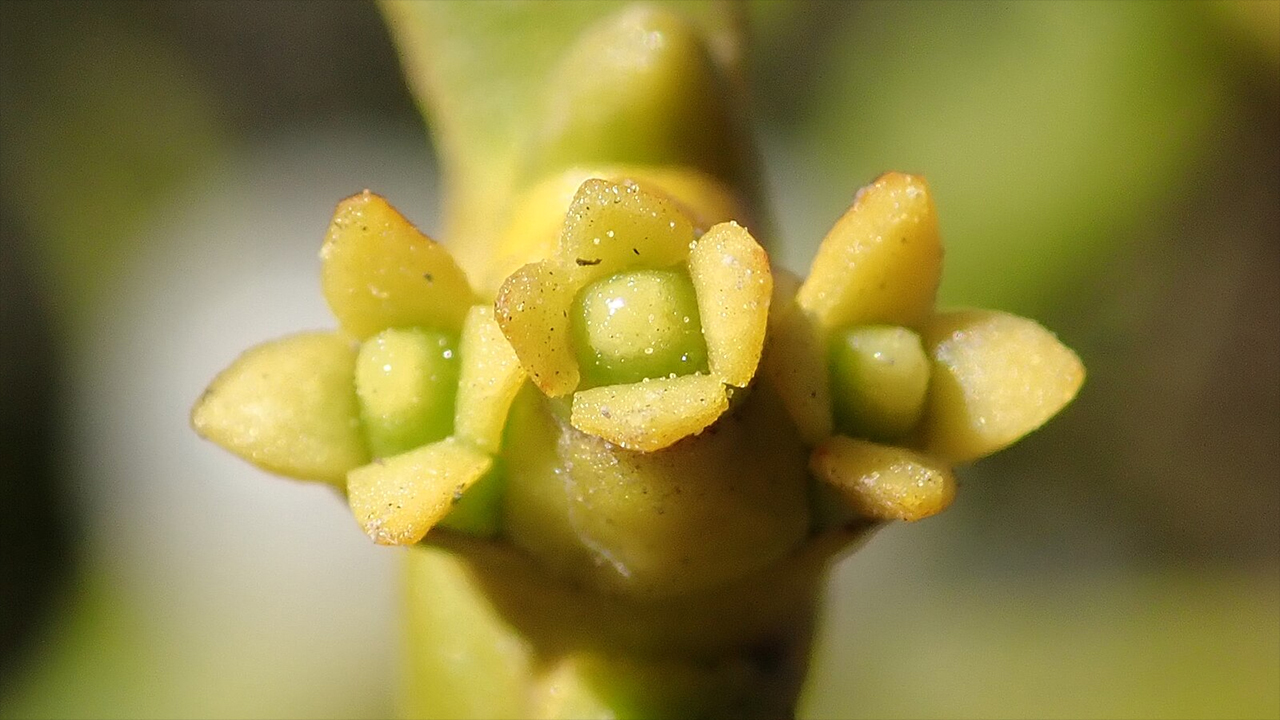 mistletoe viscum album