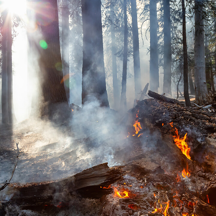 fire in a forest