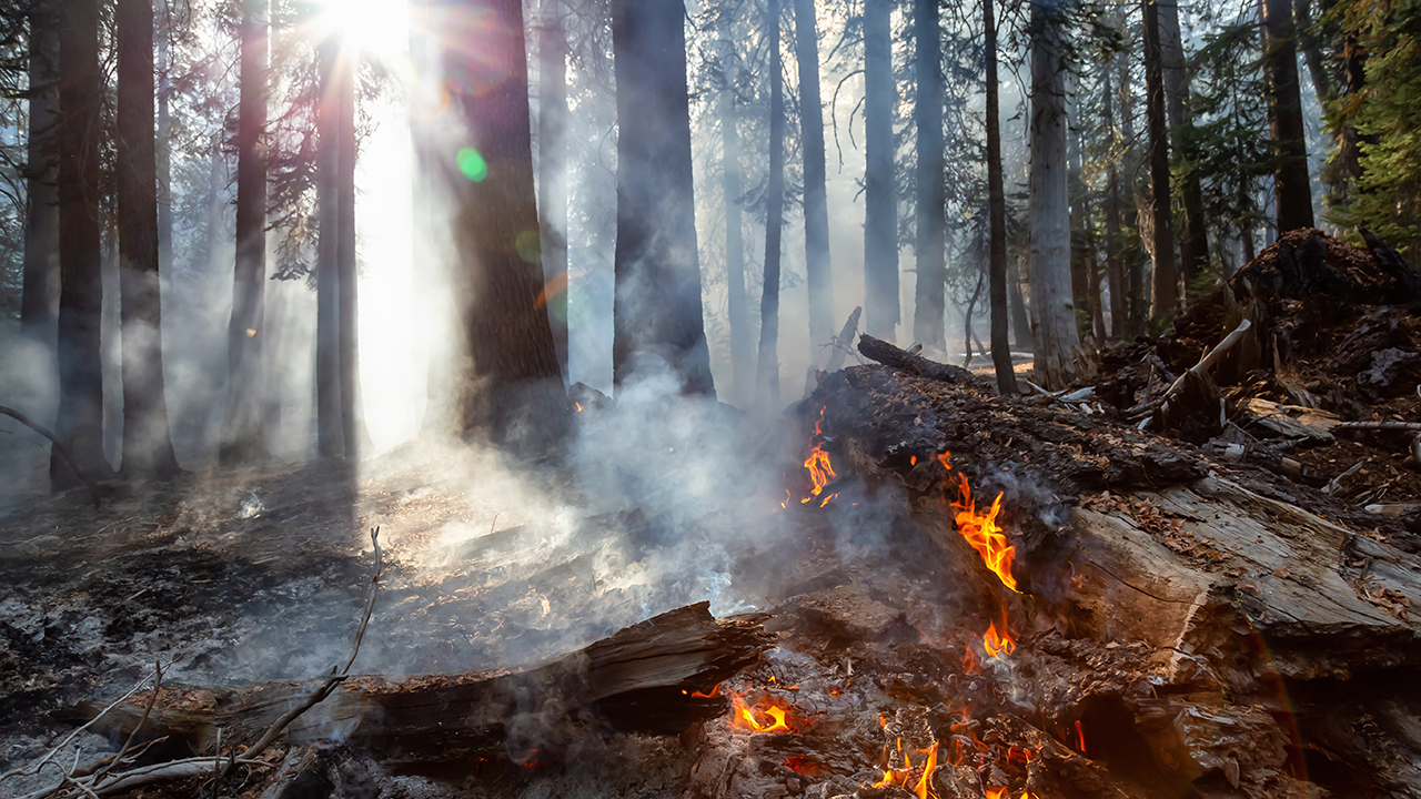 fire in a forest