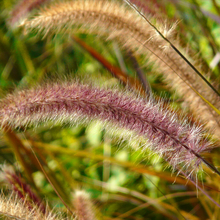 ornamental grass