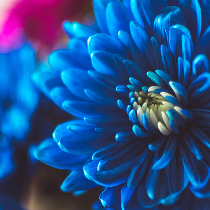 why blue flowers are rare