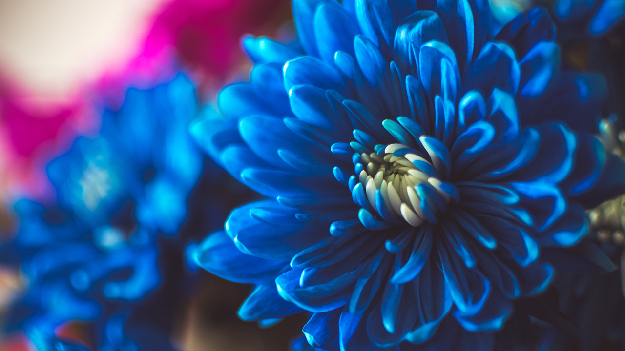 why blue flowers are rare