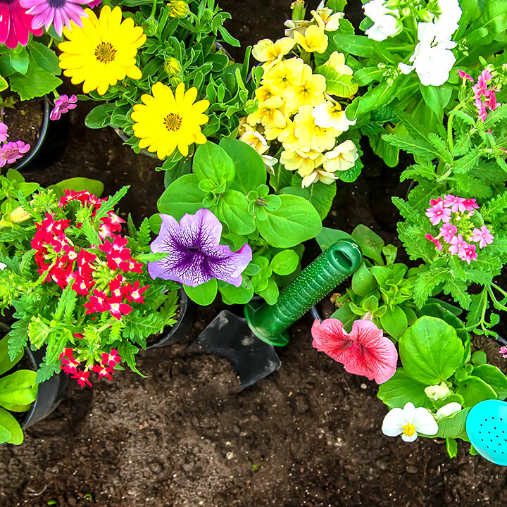 garden flora