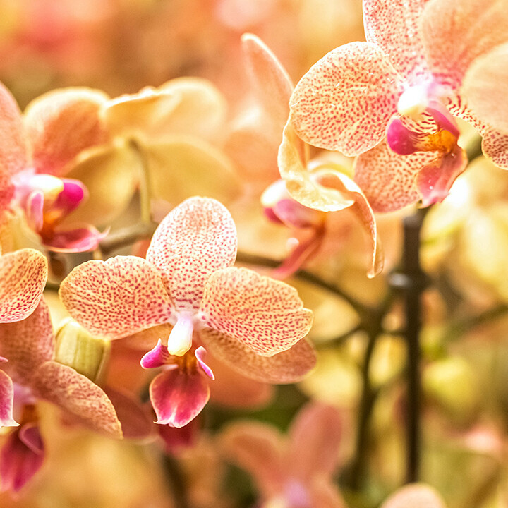 tips on growing orchids